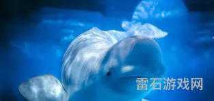 白白鲸几点钓几率大(白条早上几点最好钓)