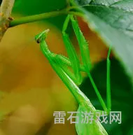 螳螂捕食读书笔记摘抄(昆虫记 螳螂读书笔记)