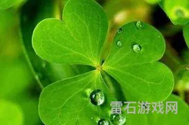 四叶草什么属相不能戴(四叶草的寓意)